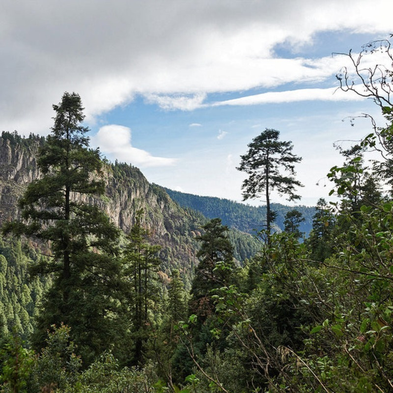 Hiking en el bosque de CDMX