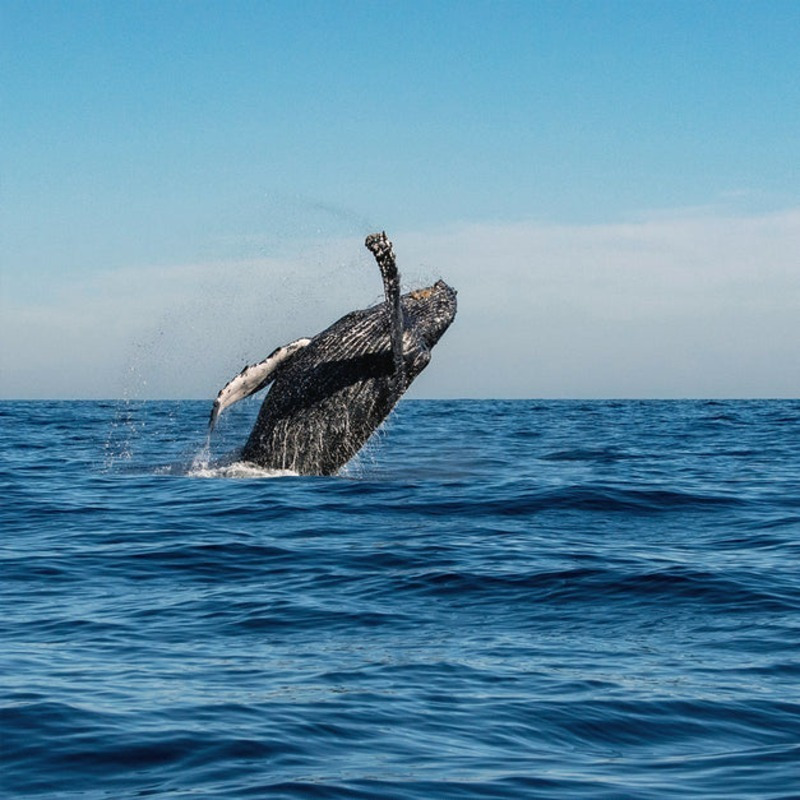 Avistamiento de Ballenas en Cabo San Lucas en Baja California Sur